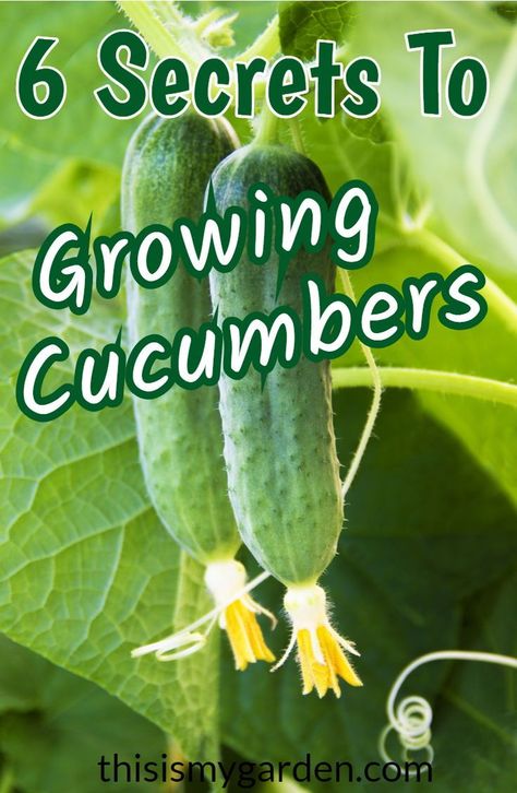 Gemüseanbau In Kübeln, Cucumber Gardening, Cucumber Plant, Growing Cucumbers, Vegetable Garden Diy, Backyard Vegetable Gardens, Organic Vegetable Garden, Garden Veggies, Veg Garden