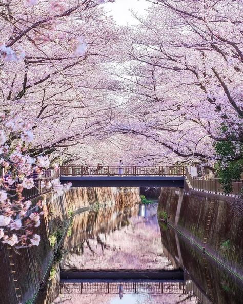 One of the best places in all of Tokyo to see the beautiful sakura is the Meguro River Cherry Blossoms Promenade. This several kilometers long promenade is truly a must see place if you come to Tokyo during the cherry blossom season.⁣⁣ 📷 ak._.s2⁣⁣ Meguro River, Front Walkway Landscaping, Hydrangea Landscaping, Mountain Trees, Walkway Landscaping, Forest Scenery, Nature Tees, Landscape Mountain, Beautiful Landscape Photography