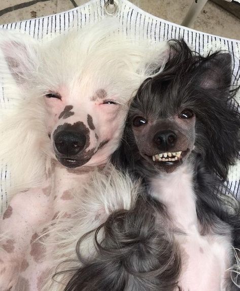 Chinese Crested Puppy, Chinese Dog, Ugly Dogs, Hairless Dog, Chinese Crested Dog, Chinese Crested, Cute Dogs And Puppies, Dog Friends