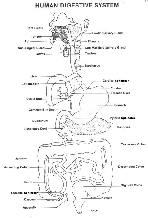 Nursing Anatomy, Digestive System For Kids, Digestive System Diagram, Anatomi Dan Fisiologi, Digestive System Worksheet, Digestive System Anatomy, Body Systems Worksheets, Human Body Worksheets, Human Digestive System