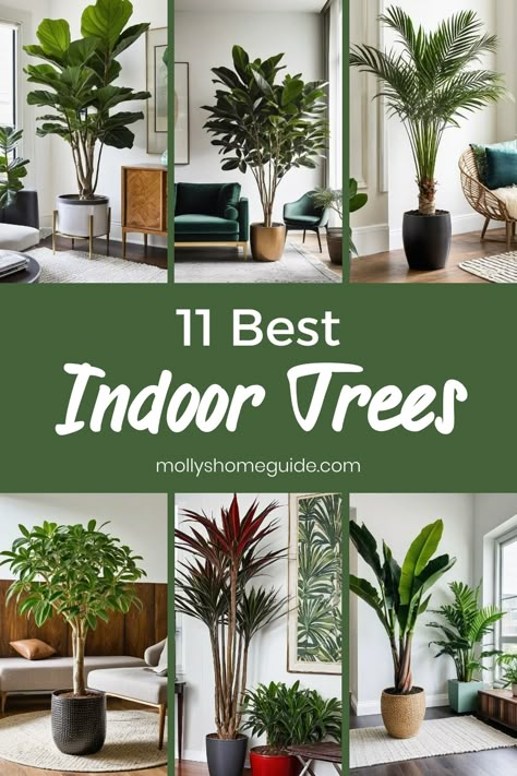 Discover the best indoor tree plants for your living space. Tall indoor plants add a touch of greenery while purifying the air. From rubber plants to olive trees, find the perfect tree-like plants to thrive indoors. Learn about rubber plant care and explore low-light options for any room in your home. Elevate your space with these beautiful and easy-to-care-for indoor trees! Indoor Tropical Trees, Tall Plant For Living Room, Plants For Salon, Trees Inside The House, Minimalist Plant Decor Living Rooms, Trees For Inside The House, Indoor Plant Bedroom Ideas, Large Indoor Trees Living Rooms, Tall Plants Indoor Living Rooms