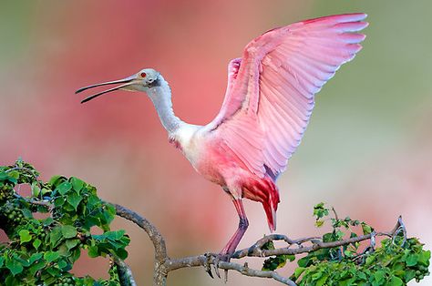 Roseate Spoonbill Florida Panther, Aggressive Animals, Deadly Animals, Roseate Spoonbill, Bull Shark, National Wildlife Federation, Bottlenose Dolphin, Dangerous Animals, Crane Bird