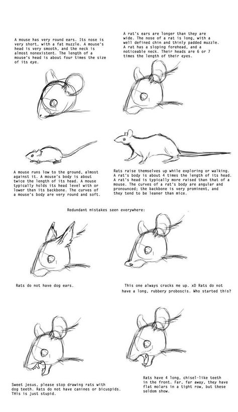 Difference between drawing a mouse and a rat. Also, redundant mistakes when drawing. Mouse Drawing VS Rat drawing #sketching Rats Reference Drawing, Rat Art Reference, How To Draw Rats, How To Draw Rat, Drawing Rats, Rat Drawing Reference, Rats Drawing, Rat Art, Pose Reference Drawing