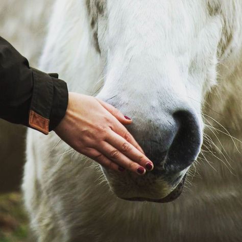 French countryside in winter #berry #horse #horses #running #iganimals #animals #animalportrait #whitehorse #cheval #chevaux #photooftheday @traversefrance #igers #natgeo #canon7d #chevaldireamamere Horse Healing, Horses Running, Equine Therapy, Winter Berry, French Countryside, White Horse, Pet Portraits, Antonio Mora Artwork, Berry