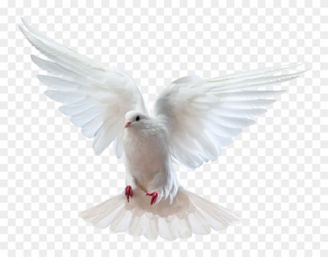 Dove Png Birds, Parrot Png Hd, Bible Png Images, Holy Spirit Images, Dove Png, Photography Logo Maker, Church Background, Dove Design, Dove Images