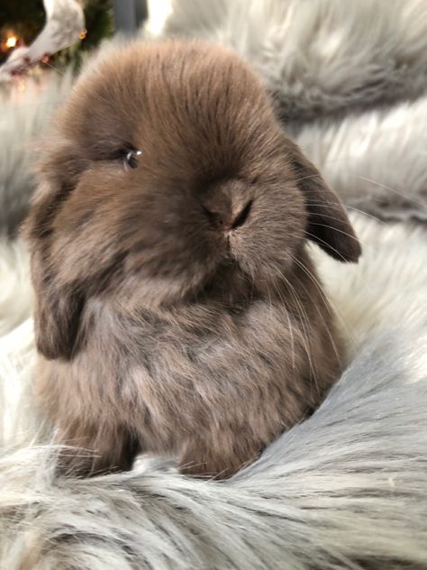 Holland Lop Bunnies Aesthetic, Dark Brown Bunny, Holland Lop Bunny, Baby Potato, Lop Bunnies, Holland Lop Bunnies, Lop Bunny, Pet Bunny Rabbits, Brown Bunny