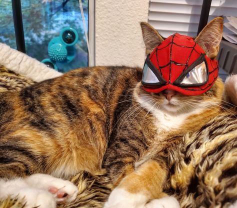 Spider Man Cat, Cat Spiderman, Spiderman Girl, Cosplay Cat, Miles Morales Spider Man, Cat Cosplay, Spiderman 3, Söt Katt, Best Superhero