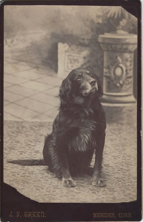 c.1880s cabinet card of alert retriever sitting in photographer's studio, in front of painted backdrop. Photo by J. F. Green, Meriden, Conn. From bendale collection Photos Of Dogs, Pedigree Dog, Vintage Animals, Backdrop Photo, Pet Photos, Dog Photograph, Cabinet Card, Dog Photo, Photographic Studio