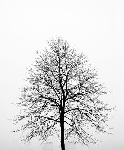 The silhouette of a winter tree.  Absolutely lovely. Lone Tree, Budget Holidays, Black And White Tree, Tree Silhouette, Tree Drawing, Winter Trees, Tree Art, Tree Painting, Zebras