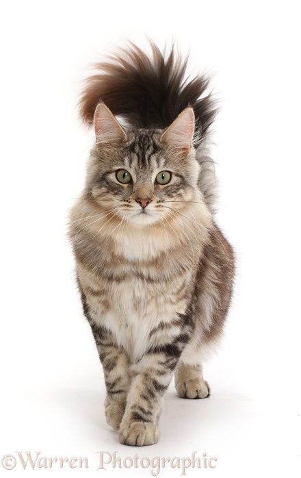 Cats With Fluffy Tails, Cat Prowling Reference, Cat Walking Front View, Fluffy Cat Reference, Cat Full Body Photo, Cat Walking Reference, Cat Refrance, Cat Front View, Cat Reference Photo