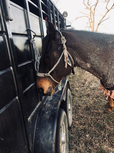 Mule Tape Halter, Band Shoot, Tan Mules, The Nose, Mule, Berry, Horses, Band, Quick Saves