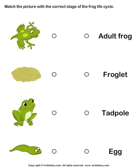 frog worksheets for kindergarten | Frog Life Cycle Worksheets for Kindergarten Frog Life Cycle Activities, Life Cycle Worksheet, Life Cycle Of A Frog, Frog Activities, Frog Life Cycle, Senses Preschool, Chinese School, Frog Stuff, Animal Life Cycles