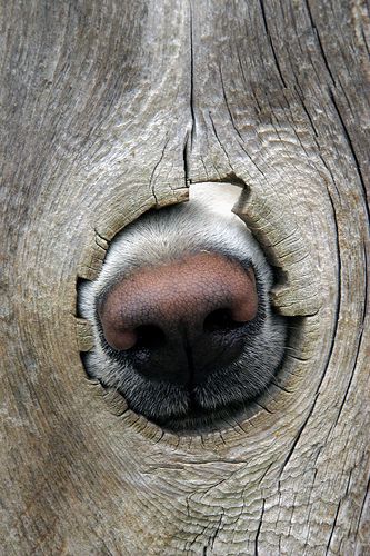 The neighbor's dog using a knothole in the fence to take an olfactory reading of the goings-on in our yard. This photo was included in Flickr's Interesting Photos for March 5, 2006. Dog Nose, Love My Dog, Airedale Terrier, Appaloosa, Love Is, Quarter Horse, E Card, Basset Hound, Animal Photo