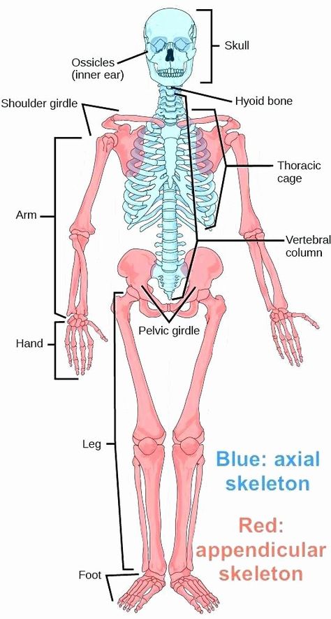 Printable Horse Anatomy Worksheets Skeleton Body Parts Printable the and Its Blog Butterfly Life Cycle Kindergarten, Thoracic Cage, Axial Skeleton, The Human Skeleton, Body Bones, Anatomy Coloring Book, Human Body Organs, Nursing Exam, Horse Anatomy