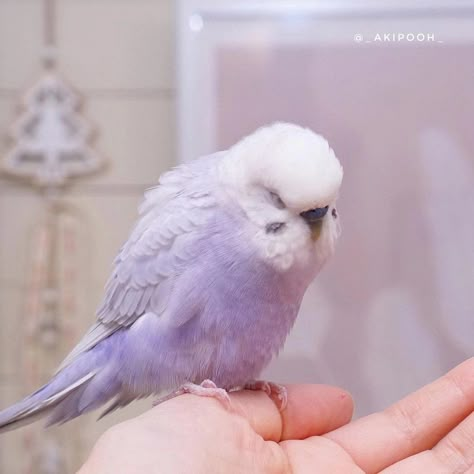 Purple Parakeet, Purple Budgie, Bird Avery, Cute Budgies, Purple Parrot, Cute Parrots, Purple Animals, Purple Bird, Cute Bird