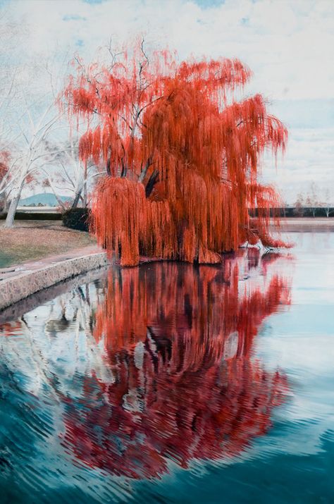 Michael Zavros, Willow Tree Painting, Tree In Autumn, Weeping Willow Tree, Willow Trees, Amazing Trees, Breathtaking Photography, Red Ink Tattoos, Weeping Willow