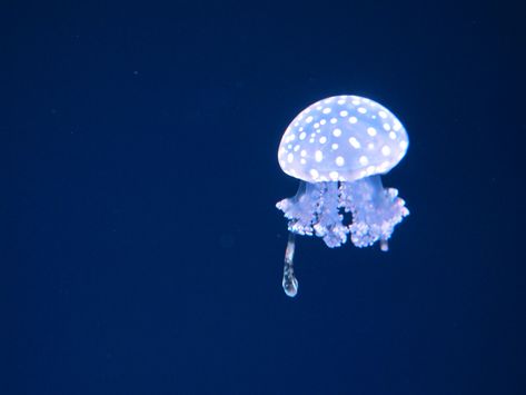 glowing mini jellyfish- 1" tall! Ripley's Aquarium, Toronto Good Mythical Morning, Jellyfish, Toronto, Dots, Celestial Bodies, Animals