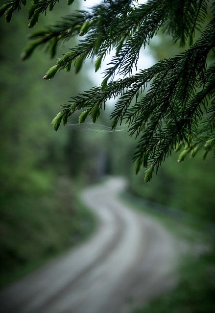 Dark Green Aesthetic, Landscape Designs, Landscape Photography Nature, Alam Yang Indah, Nature Images, Landscape Wallpaper, Beautiful Nature Scenes, Nature Aesthetic, Green Aesthetic