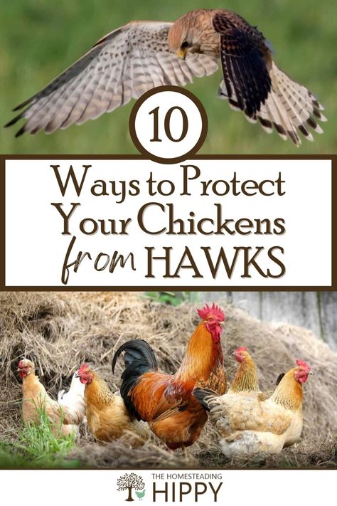 Hawks are one of the most common and deadliest chicken predators out there. Here's how to defend you flock from them. #hawk #chickens Hawk Proof Chicken Run, Protect Garden From Chickens, Predator Proof Chicken Run, Predator Proof Chicken Coop, Chicken Keeping Hacks, Cozy Homestead, High Fence, Chicken Raising, Ranch Ideas