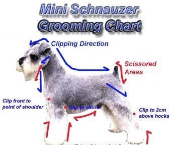 Schnauzer Cut, Schnauzer Breed, Schnauzer Grooming, Dog Grooming Styles, Mini Schnauzer Puppies, Standard Schnauzer, Puppy Grooming, Dog Grooming Tips, Miniature Schnauzer Puppies