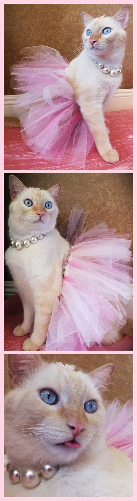 Feline Princess!      #costume pet cat pink tutu, pearl necklace, collar, choker #fashion photoshoot #style dress-up time, blue eyes ~ Fancy Flame Point Siamese (white & orange fur) Flame Point Siamese, Cute Cat Costumes, Flame Point, Cat Dressed Up, Pink Tutu Skirt, Princess Kitty, Kitten Images, Creepy Cat, Gorgeous Cats