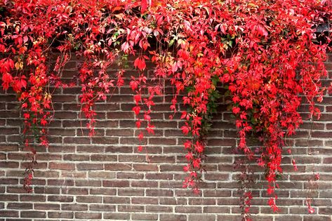 Vines Outdoor, Cattle Shed, Virginia Creeper Vine, Parthenocissus Quinquefolia, Planting Vines, Hornbeam Hedge, Creepers Plants, Boston Ivy, Evergreen Vines