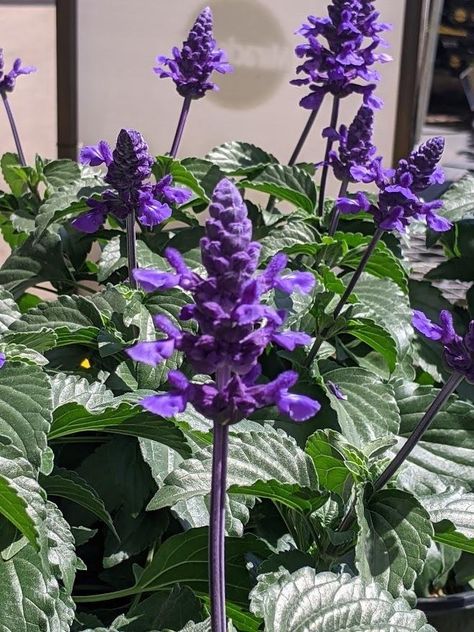 Photo of Sage (Salvia Mystic Spires Blue) uploaded by Joy Salvia Mystic Spires, Tropical Sage, Vegetable Planting Calendar, Florida Plants, Planting Calendar, Garden Calendar, Blue Photo, Edible Landscaping, Plant Combinations