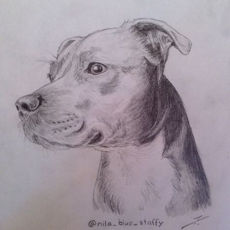 Staffy Drawing Pencil, Journal Ideas Quotes, Dr Note For Work, Pit Bull Drawing, Bull Drawing, Pit Bull Art, Dog Draw, Pitbull Blue, Married Couple Tattoos