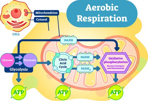 Aerobic respiration is the process of producing cellular energy involving oxygen. Cells break down food in the mitochondria in a long, multistep process that produces roughly 36 ATP. The first step in is glycolysis, the second is the citric acid cycle and the third is the electron transport system. Aerobic Respiration, Anaerobic Respiration, Oxidative Phosphorylation, Cell Respiration, Citric Acid Cycle, Electron Transport Chain, Krebs Cycle, Cellular Respiration, Cell Biology