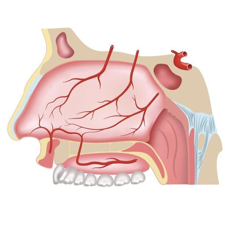 Anatomy Stickers, Nasal Cavity, Human Teeth, Aesthetic Vibes, Cavities, Premium Vector, Graphic Resources, Anatomy, Pasta