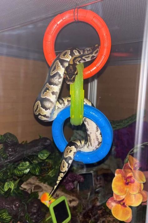 Seeking inspiration to build or improve your ball python tank? Over 50 original tank ideas have been compiled for your review. Ball Python Habitat, Ball Python Enrichment Ideas, Snake Cage Ideas Ball Python, Ball Python Enclosure Ideas Diy, Cornsnakes Enclosure, Python Enclosure Ideas, Ball Python Tank, Ball Python Cage, Ball Python Enclosure Ideas