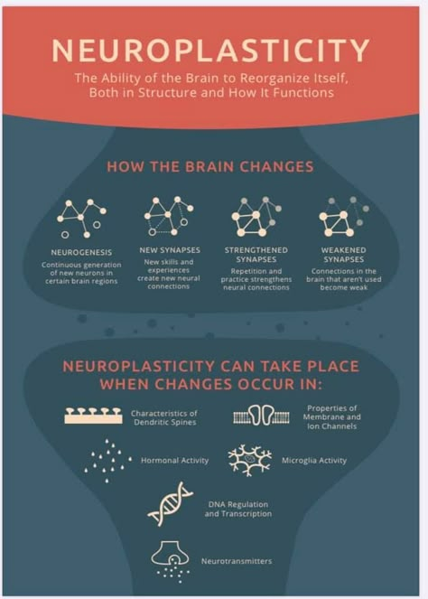 Neuroplasticity Exercises, Brain Anatomy And Function, Neurofeedback Therapy, Brain Exercises, Brain And Nervous System, Nervous System Regulation, Neural Connections, Psychology Notes, Psychology Studies