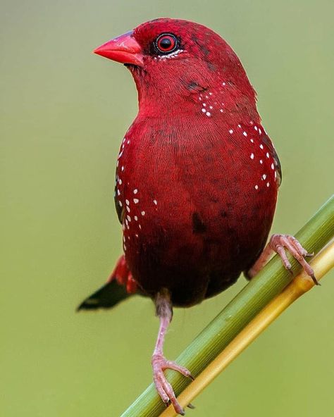 The Strawberry Finch Strawberry Finch, Bird Images, Norwegian Elkhound, Finches Bird, Cutee Animals, Flying Flowers, Finches, Nature Artwork, Beautiful Bird