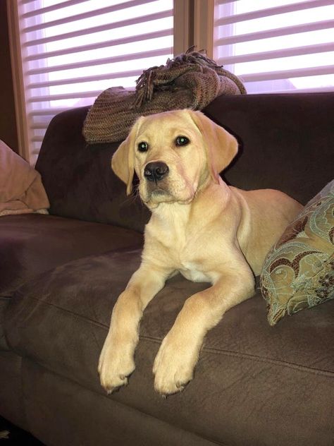 Oakley, my 15 week old English Labrador Retriever. He’s looking so grown up already. English Labrador Retriever, English Labrador, Huge Dogs, Retriever Puppies, Labrador Retriever Puppies, Labrador Puppy, Sweetie Pie, Old English, Grown Up