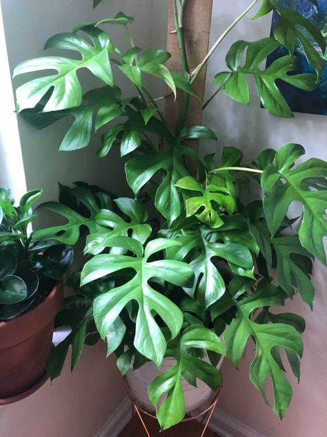 Sarah Core, Mini Monstera, Rhaphidophora Tetrasperma, Aquaponics Greenhouse, Dracaena Plant, Live Indoor Plants, Plant Goals, Earth Green, Interior Plants