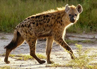 The Spotted Hyena is a medium-sized mammal, that lives in most parts of Africa. Brown Hyena, Spotted Hyena, African Wild Dog, Animal Study, Animal Reference, Animal References, Wild Dogs, African Wildlife, Favorite Animals