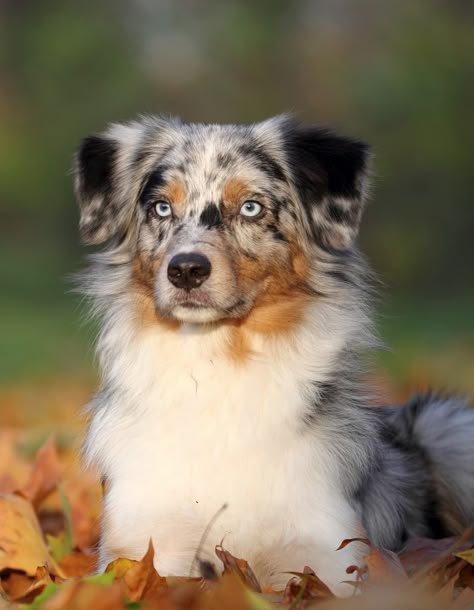 Australian Shepherd Blue Eyes, Australian Shepherd Blue Merle, Aussie Puppies, Really Cute Puppies, Aussie Dogs, Cute Animals Puppies, Very Cute Dogs, Australian Shepherd Dogs, Cute Dog Pictures