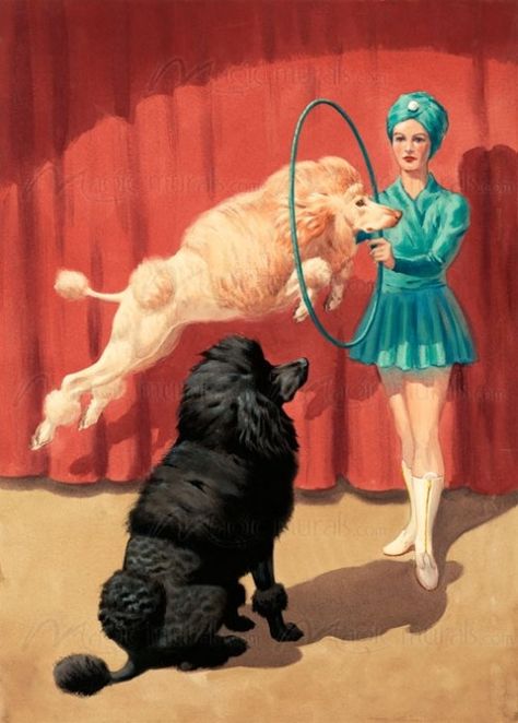 French poodle jumps through a hoop during a circus performance ... Dogs Playing, Circus Poster, French Poodles, Vintage Poodle, Standard Poodles, Pink Poodle, Miniature Poodle, Dog Hacks, Watch Dogs