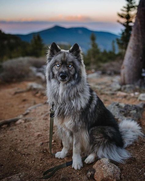 Dogs are, after all, man’s best friend. The least we can do is try to understand them a little better. Pretty Wolf, Dr Pets, Creature Anatomy, Pretty Pets, Wolf Poses, Most Beautiful Dog Breeds, Dog Shelter, Rare Dog Breeds, Rare Dogs