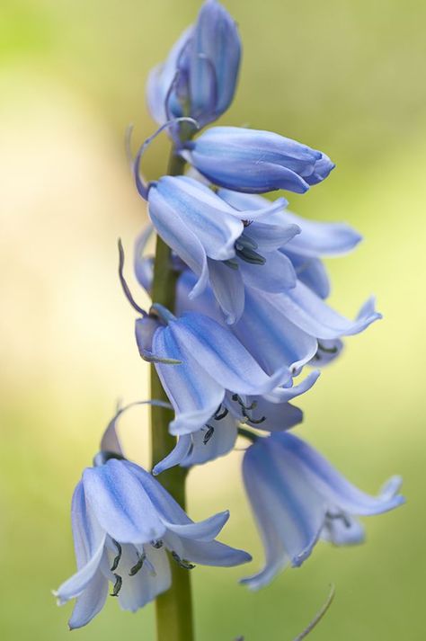 Blue Bells Aesthetic, Blue Bell Flowers Aesthetic, Bluebell Flower Aesthetic, Juliette Tattoo, Blue Bells Flowers, Bluebell Painting, Blue Campanula, Bell Flowers, Blue Bell Flowers