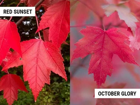 Red Sunset Maple vs October Glory (Differences and Similarities) – World of Garden Plants October Glory Maple, Red Sunset Maple, Red Maple Tree, Red Sunset, Red Maple, Maple Tree, Garden Plants, Trees, Plants