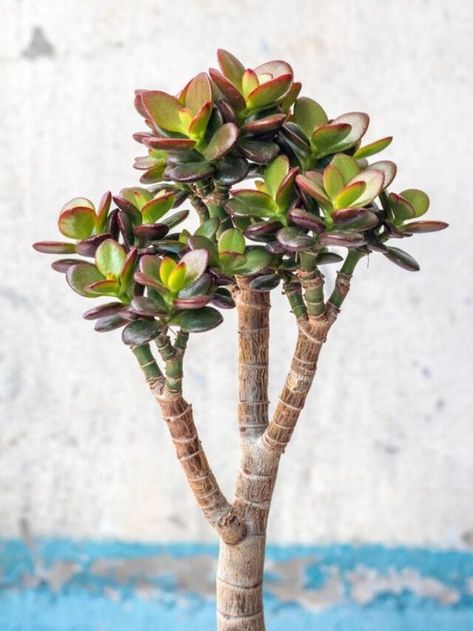 How to Prune Jade Plants in 7 Easy Steps - AHRCC stands for Astrology, Health, Relationships, Compatibility & Career Advice, News Updates Jade Plant Care, Health Relationships, Indoor Oasis, Succulent Garden Design, Jade Plant, Jade Plants, Succulent Garden, Plant Needs, New Growth