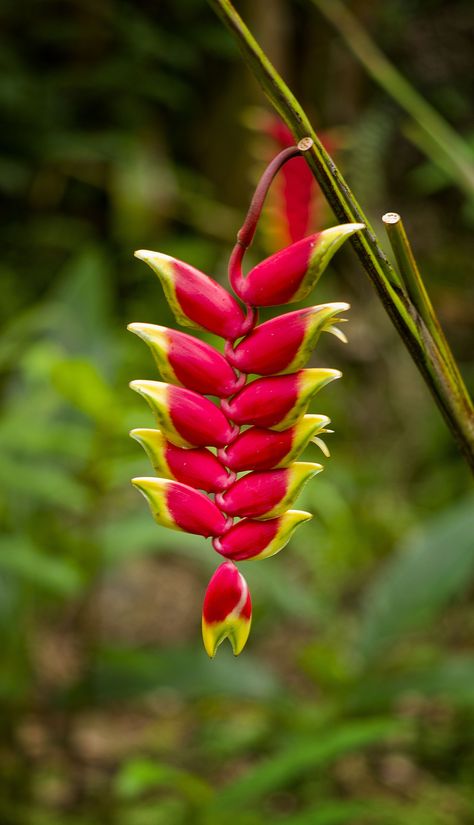 pictures of hawaiian flowers | Hawaiian Flowers | Images from Around the World - Pixel By Pixel Haleconia Flower, Brazilian Flowers, Tall Bouquet, Hawaii Language, Heliconia Plant, Hawaiian Leaves, Ftd Flowers, Ornamental Flower, Flowers Exotic