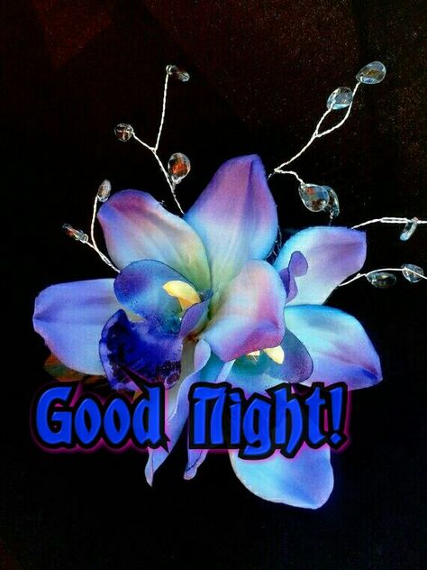 Good night! Moon Orchid, Hawaiian Flower, Blue Hawaii, Blue Orchids, Balayage Brunette, Beautiful Orchids, Rare Flowers, Blue Hawaiian, Tropical Flower