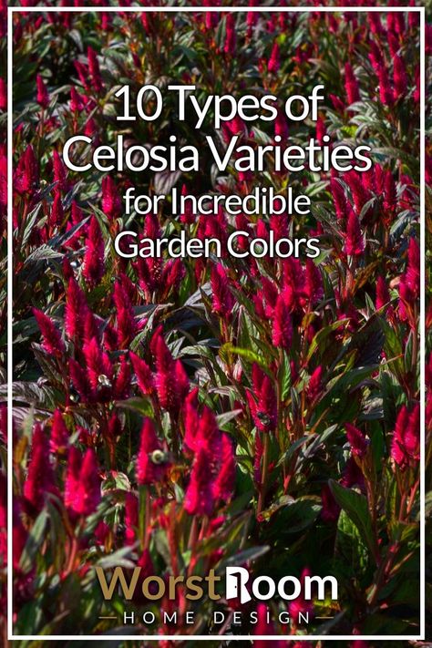 Types of Celosia Red Flower Types, Celosia Flower Landscaping, Celosia Flower Bouquets, Red Celosia Flower, Celosia Dragons Breath, Celosia Plant, Celosia Flower, China Garden, Small Front Yard