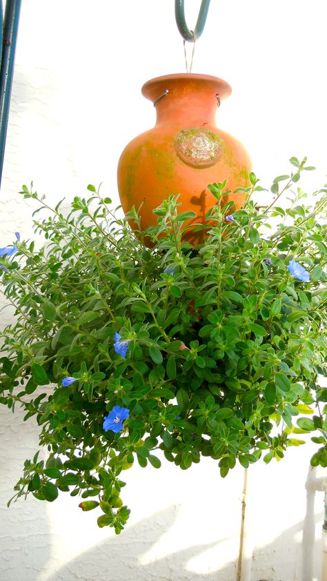 MY UPSIDE DOWN POT Hanging Tomato Plants, Upside Down Tomato Planter, Upside Down Plants, Hanging Basket Garden, Indoor Plant Trellis, Tomato Planter, Winter Container Gardening, Hanging Orchid, Growing Tomato Plants