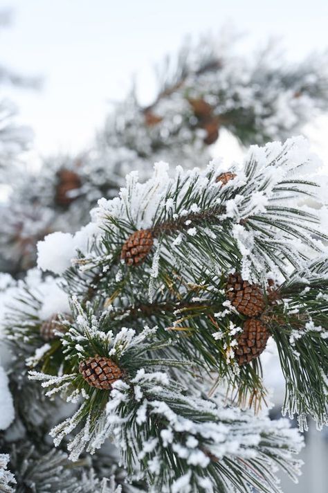 Pine Tree Branches with Cones Covered in Snow in Winter · Free Stock Photo Winter Pines, Pine Branch, Winter Forest, Winter Trees, Inspiration Board, Pine Tree, Pine Cones, Tree Branches, Free Stock Photos