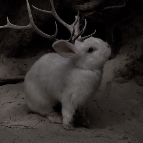 Familiars Witch Animal Aesthetic, Godkiller Aesthetic, Fae Fantasy Aesthetic, Animal Shapeshifter Aesthetic, Fantasy Aesthetic Winter, Dark Animal Aesthetic, Jackalope Aesthetic, Rabbit Aesthetic Dark, Two Headed Rabbit