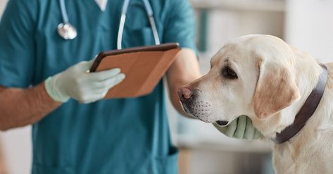 Vet Office, Elderly Dogs, Vet Clinics, Veterinary Clinic, Labrador Dog, Emergency Room, Animal Hospital, Senior Dog, Happy Animals