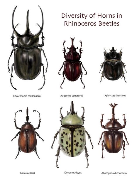 Japanese Rhino Beetle, Rhinosaurus Beetle, Bugs Sketch, Pet Beetle, Types Of Beetles, Horn Shapes, Beetle Species, Beetle Drawing, Beetle Illustration